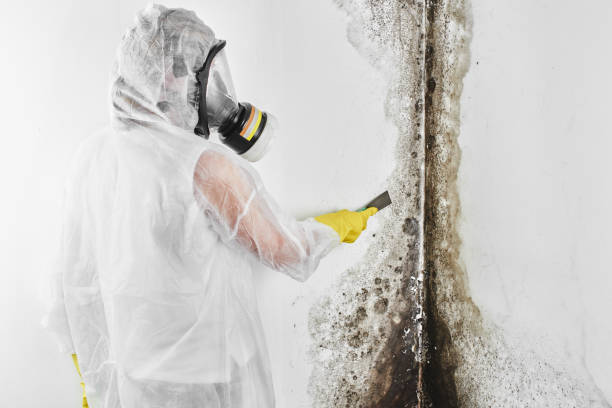 Best Professional Mold Removal  in Aurora, MO