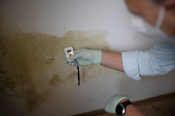 Best Mold Testing  in Aurora, MO