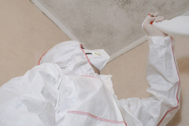 Best Attic Mold Removal  in Aurora, MO