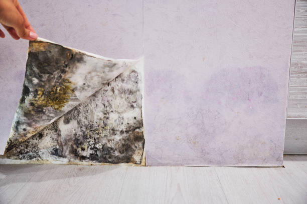 Best Fast Mold Removal  in Aurora, MO